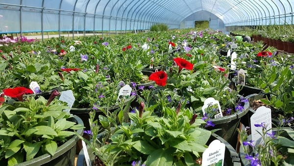 Starting a Plant Nursery