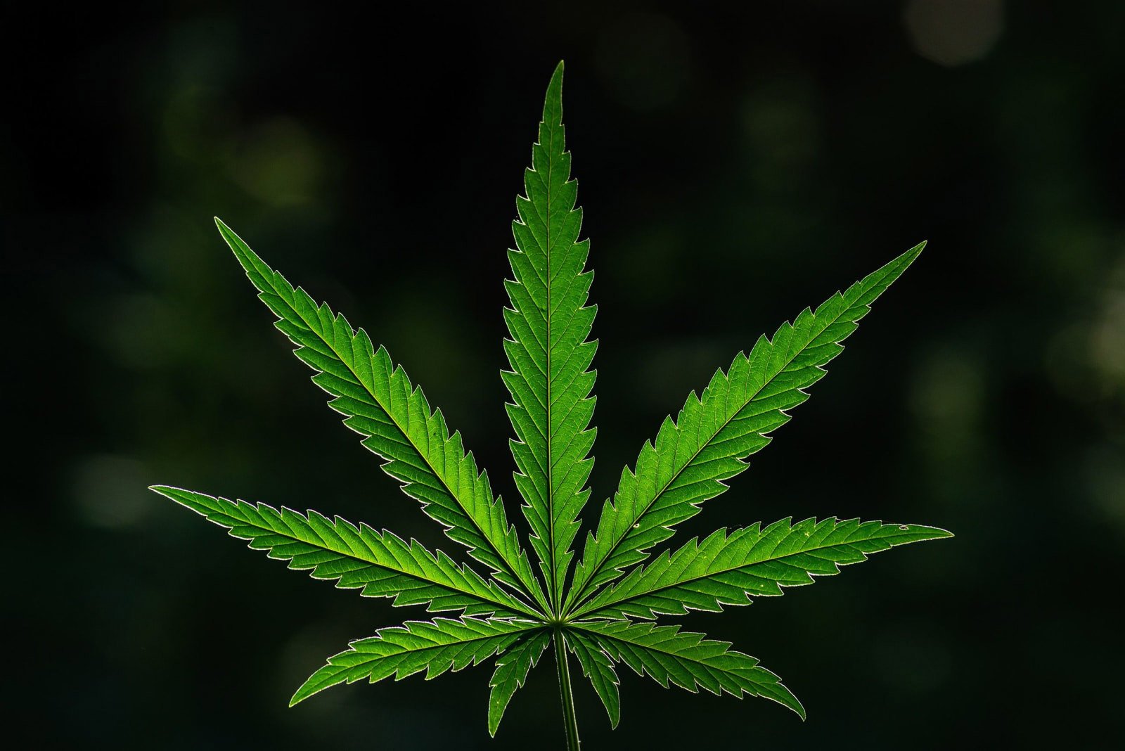 Elevating the Cannabis Experience at Cookies Dispensary